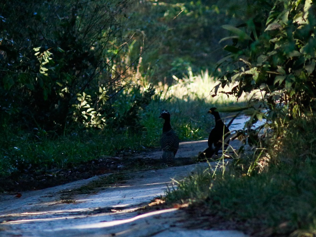 Bare-faced Curassow - ML646153557