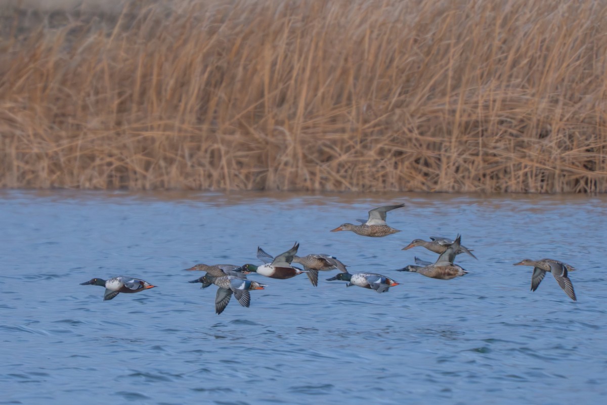 Northern Shoveler - ML646153560