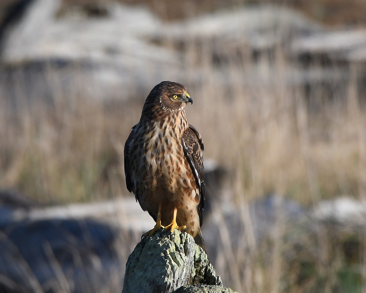 Northern Harrier - ML646153567