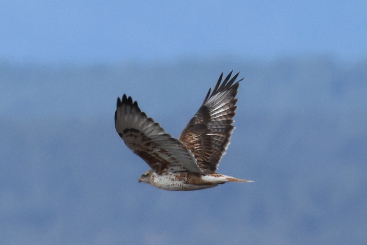 Ferruginous Hawk - ML646153568