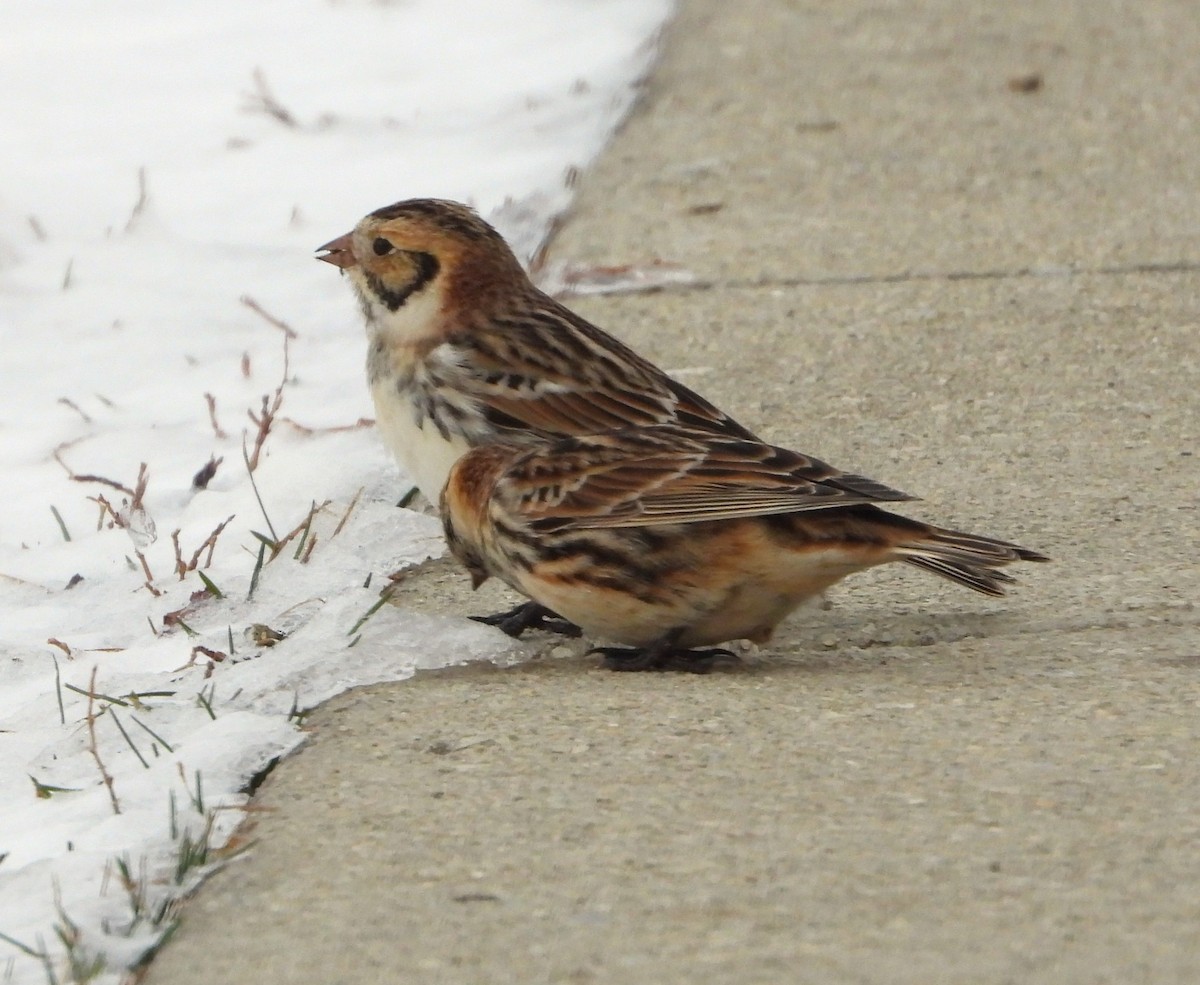 鐵爪鵐 - ML646153569