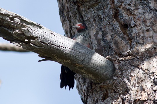 Lewis's Woodpecker - ML646153570