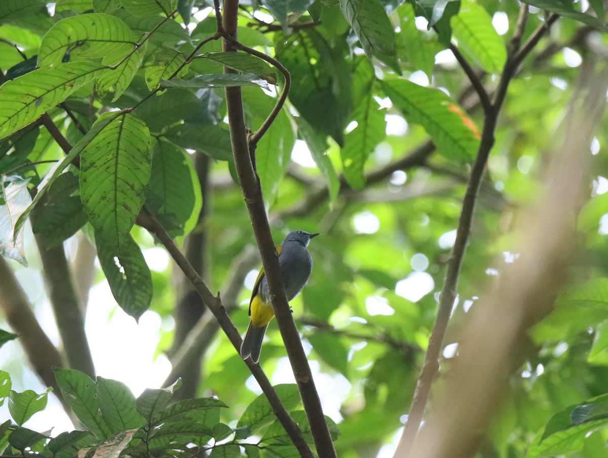 Bulbul Ventrigrís - ML646153577