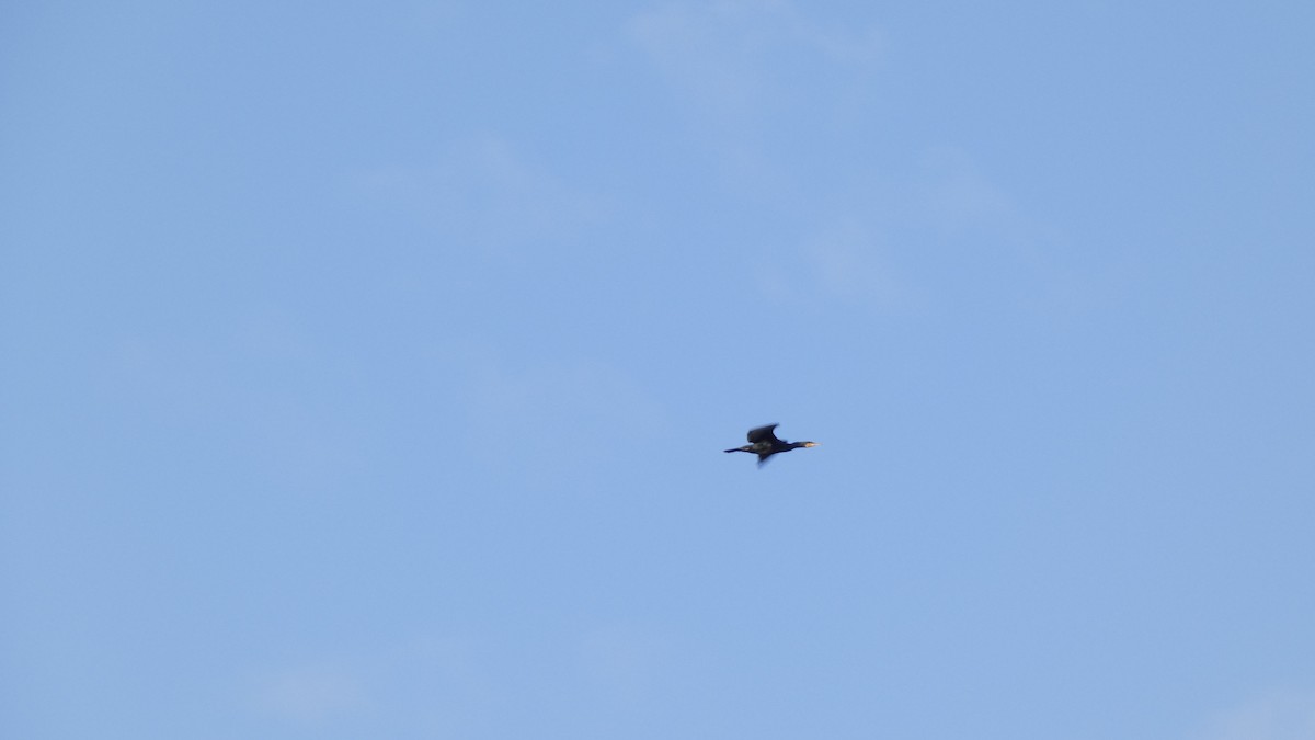 kormorán velký - ML646153578