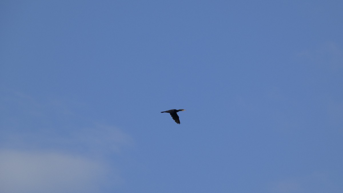 kormorán velký - ML646153579