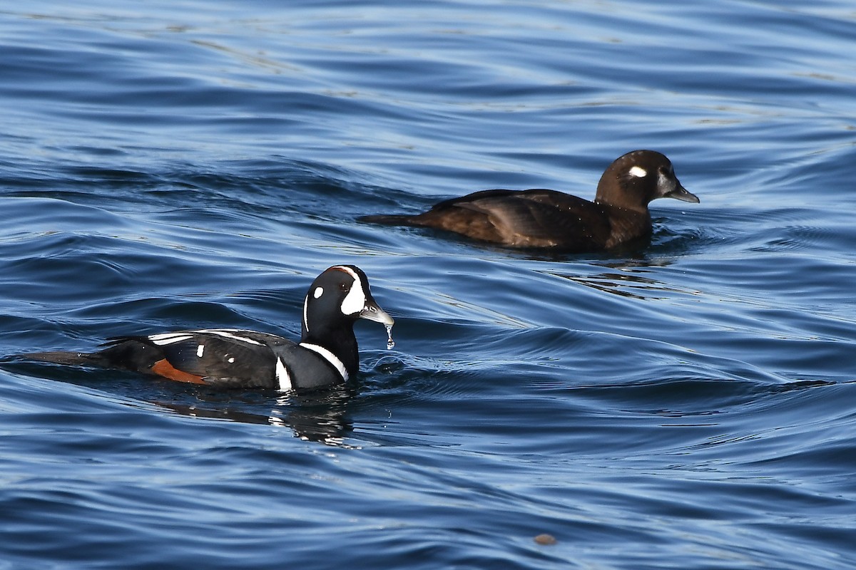 Harlequin Duck - ML646153583