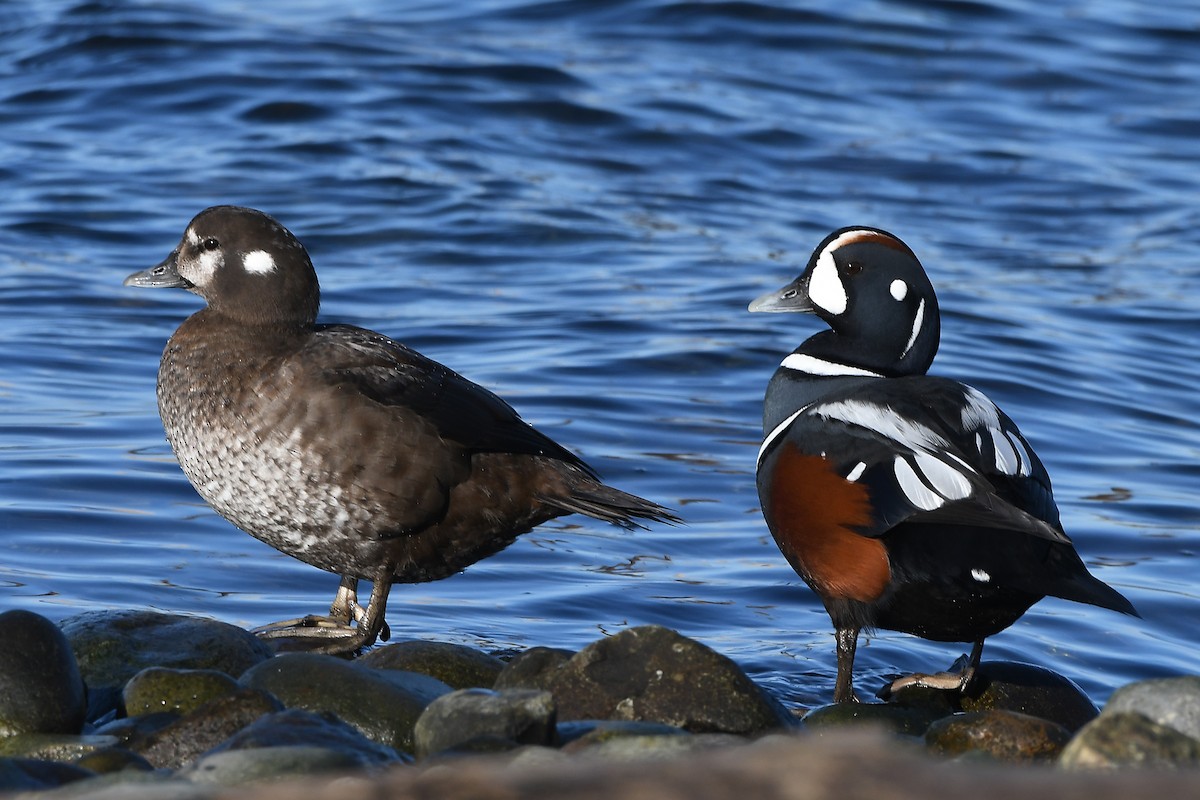 Harlequin Duck - ML646153584
