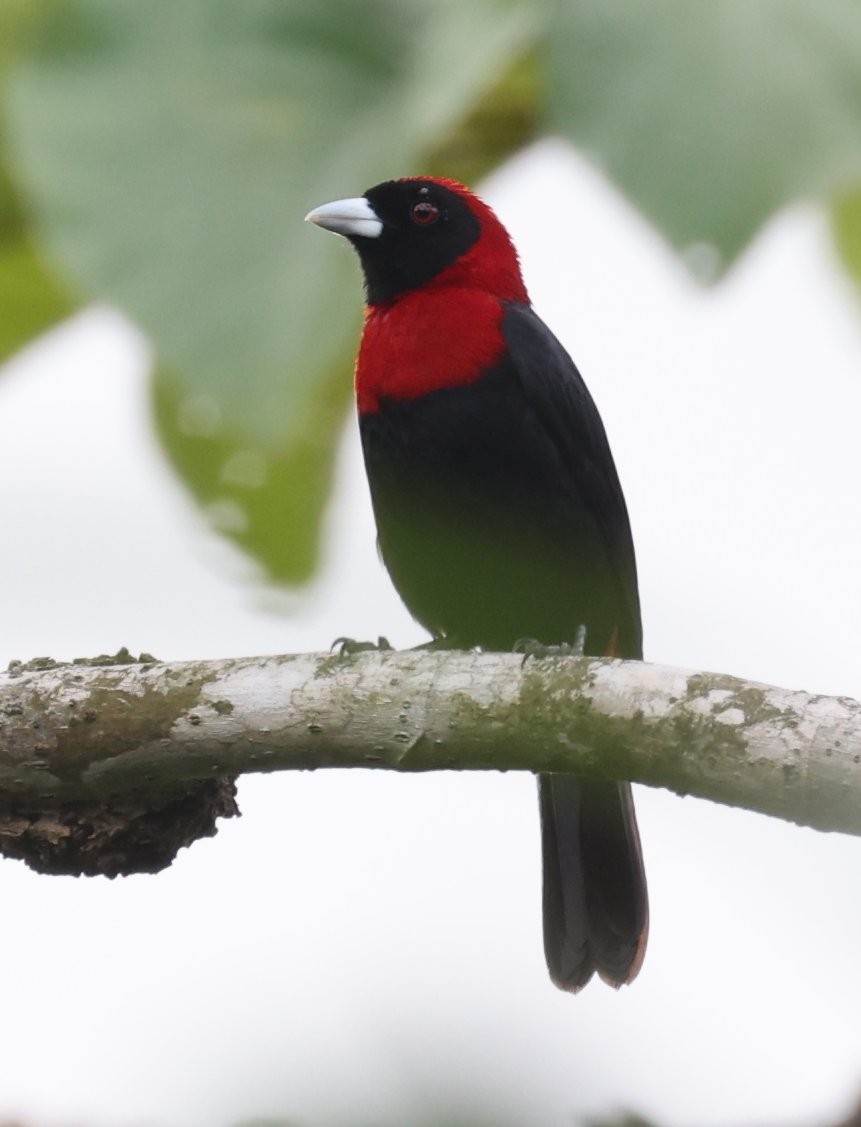 Crimson-collared Tanager - ML646153587
