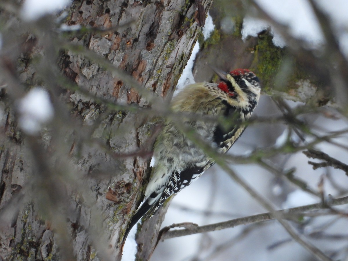 Yellow-bellied Sapsucker - ML646153588