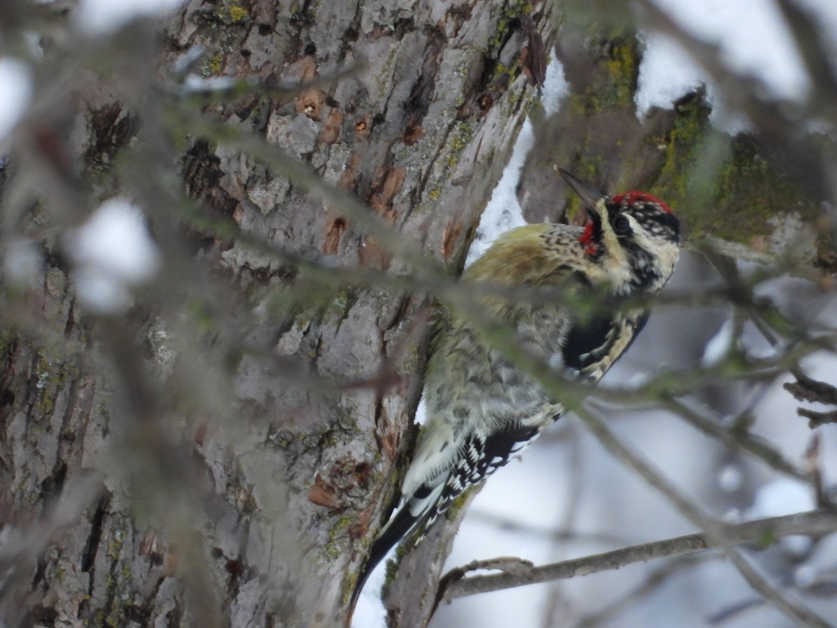 Yellow-bellied Sapsucker - ML646153589