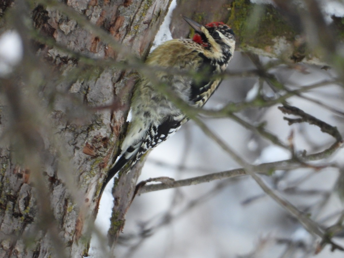 Yellow-bellied Sapsucker - ML646153590