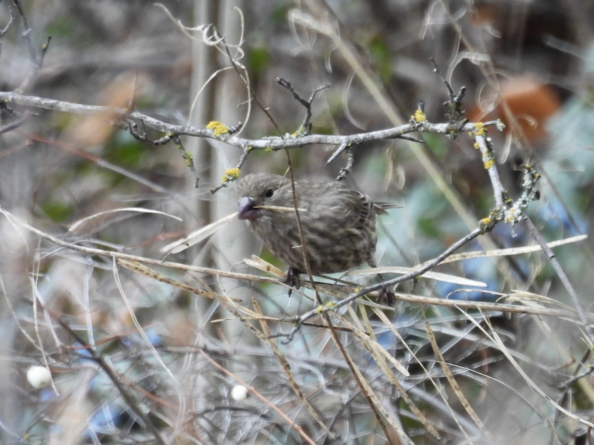 House Finch - ML646153596