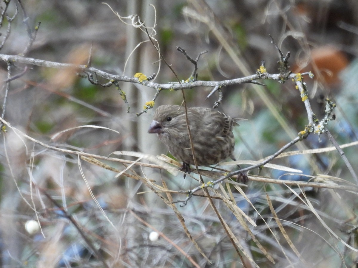 House Finch - ML646153597