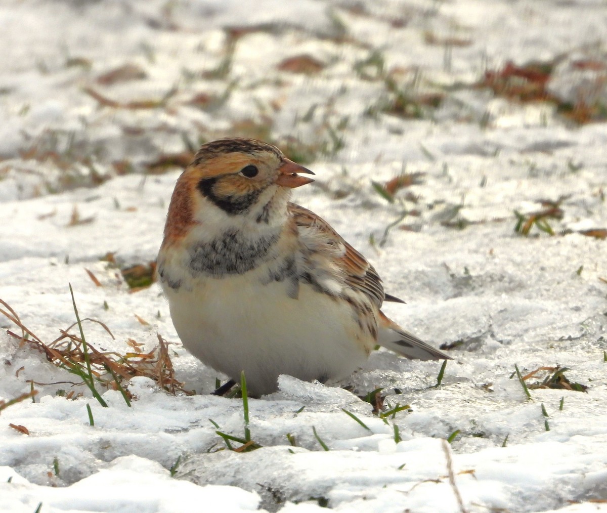 鐵爪鵐 - ML646153598