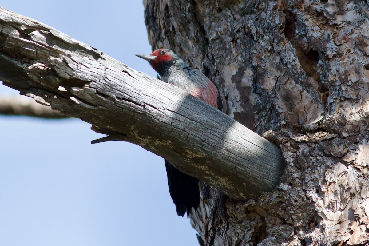 Lewis's Woodpecker - ML646153599