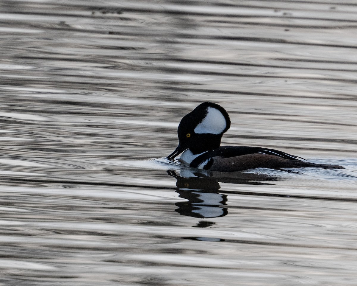 Hooded Merganser - ML646153604