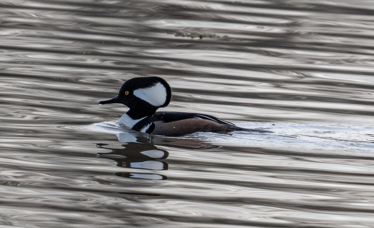 Hooded Merganser - ML646153605