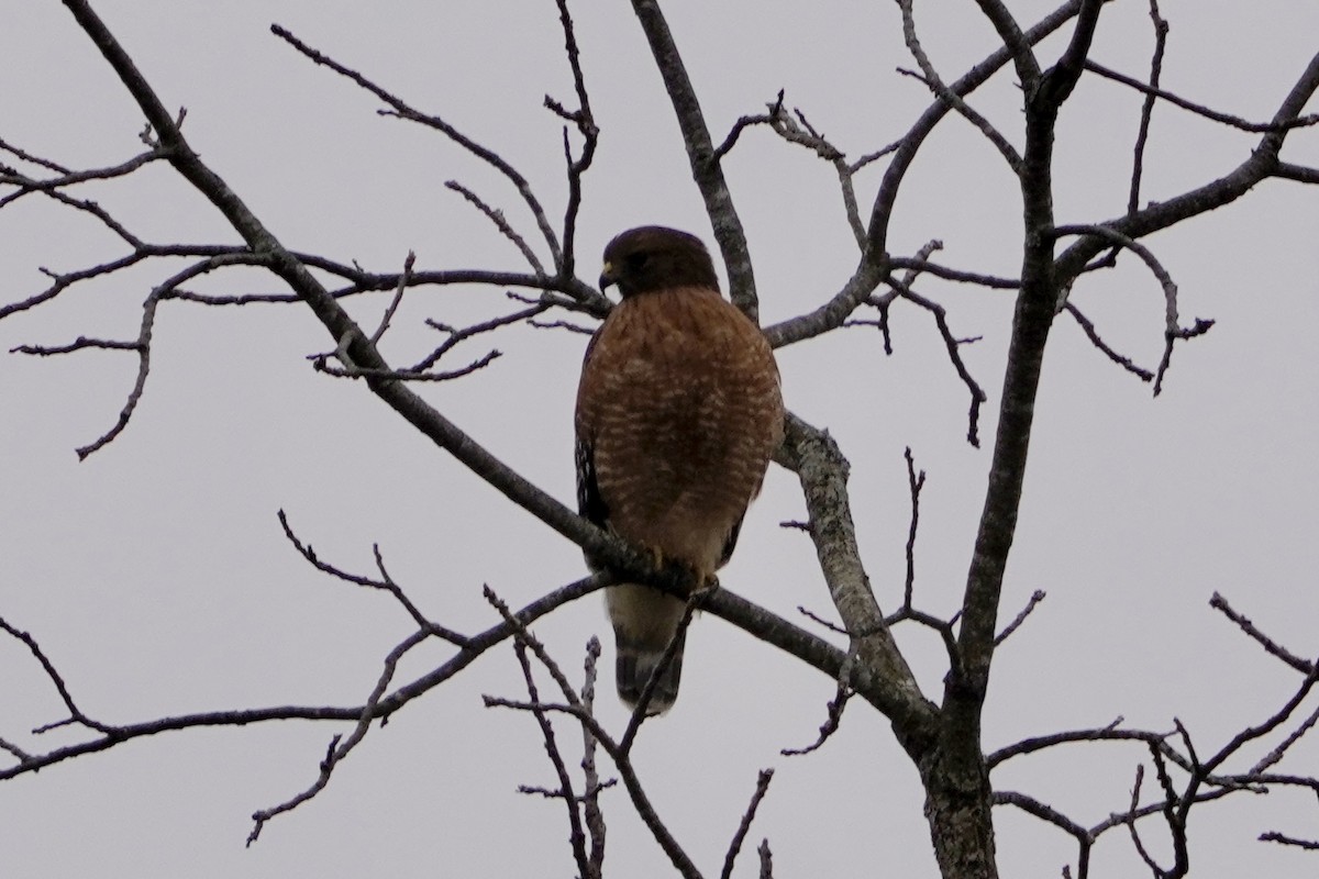 Red-shouldered Hawk - ML646153612