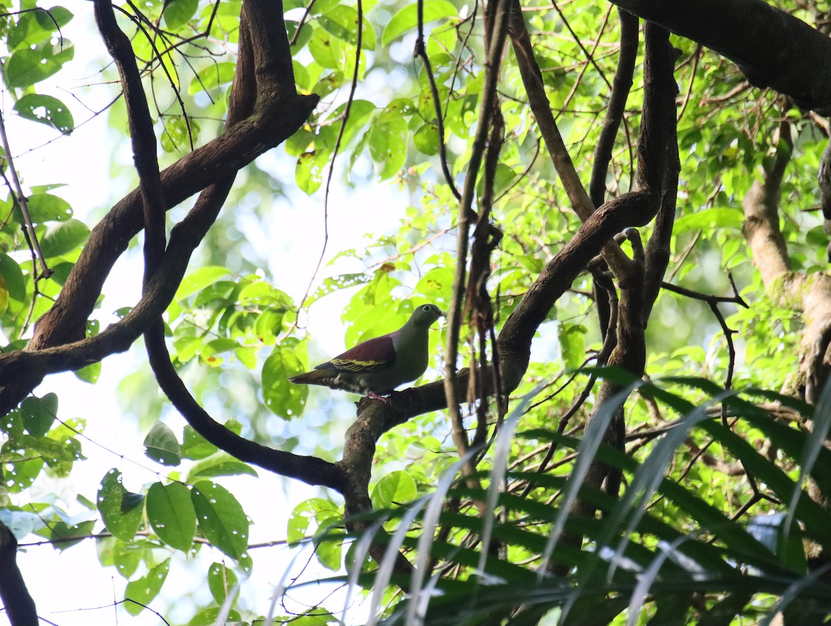 厚嘴綠鳩 - ML646153616