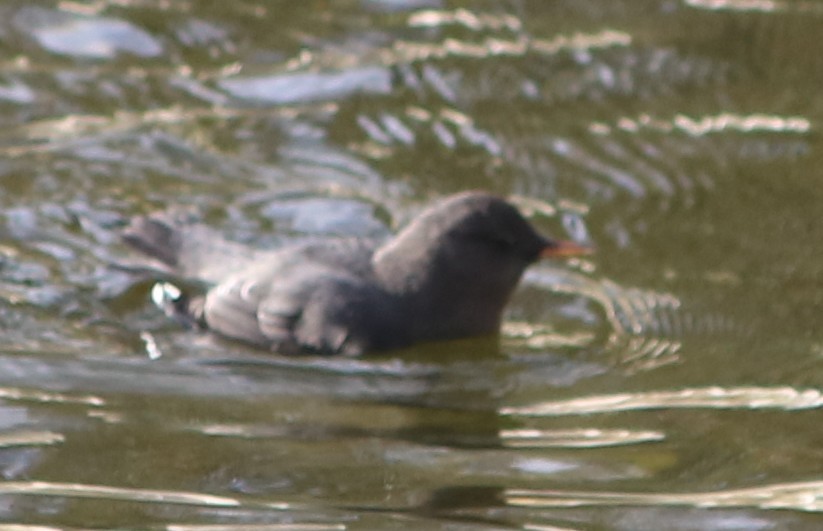 Ur-zozo iparramerikarra - ML646153617