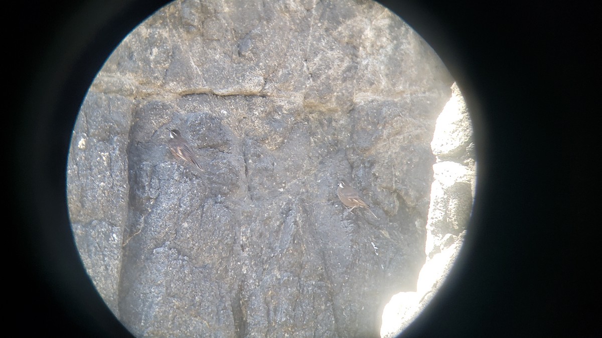 Водяная трясохвостка - ML646153618