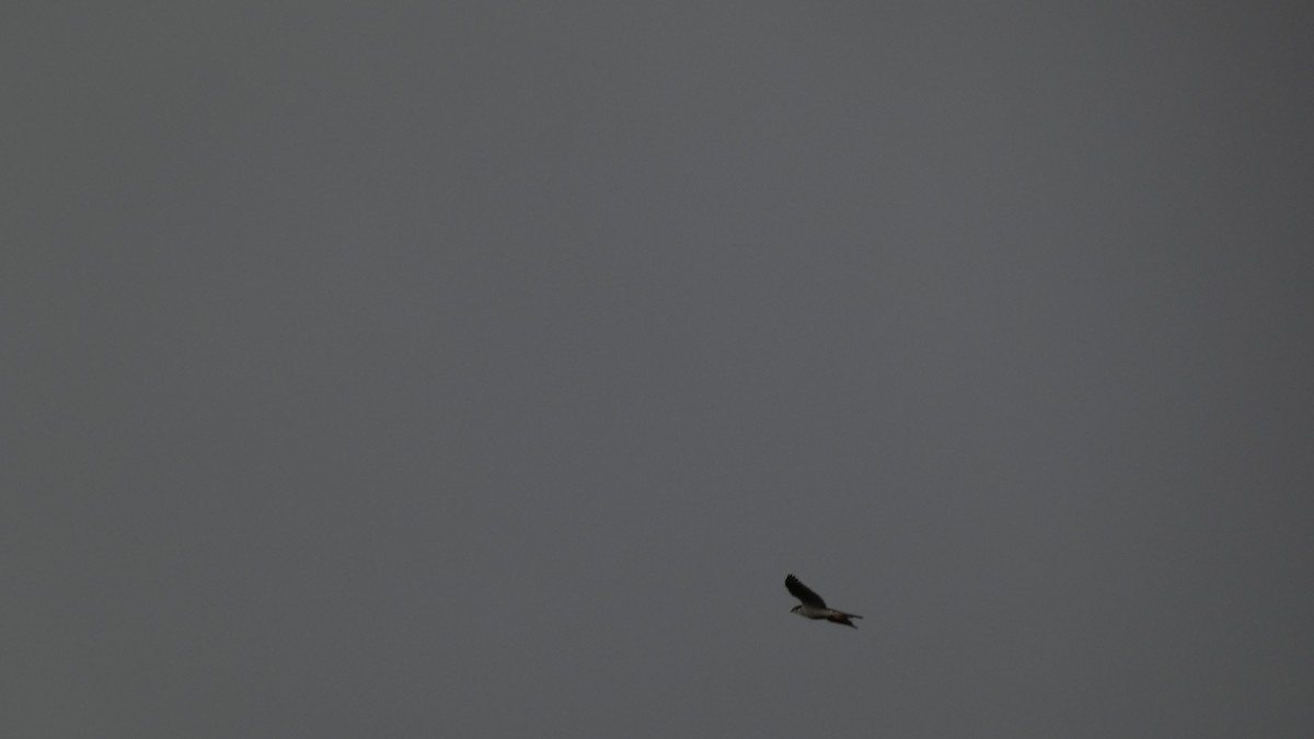 jestřáb lesní - ML646153619