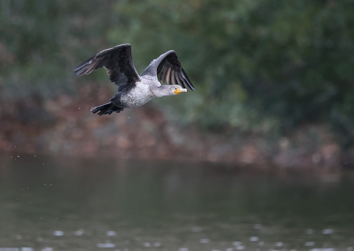 Double-crested Cormorant - ML646153620