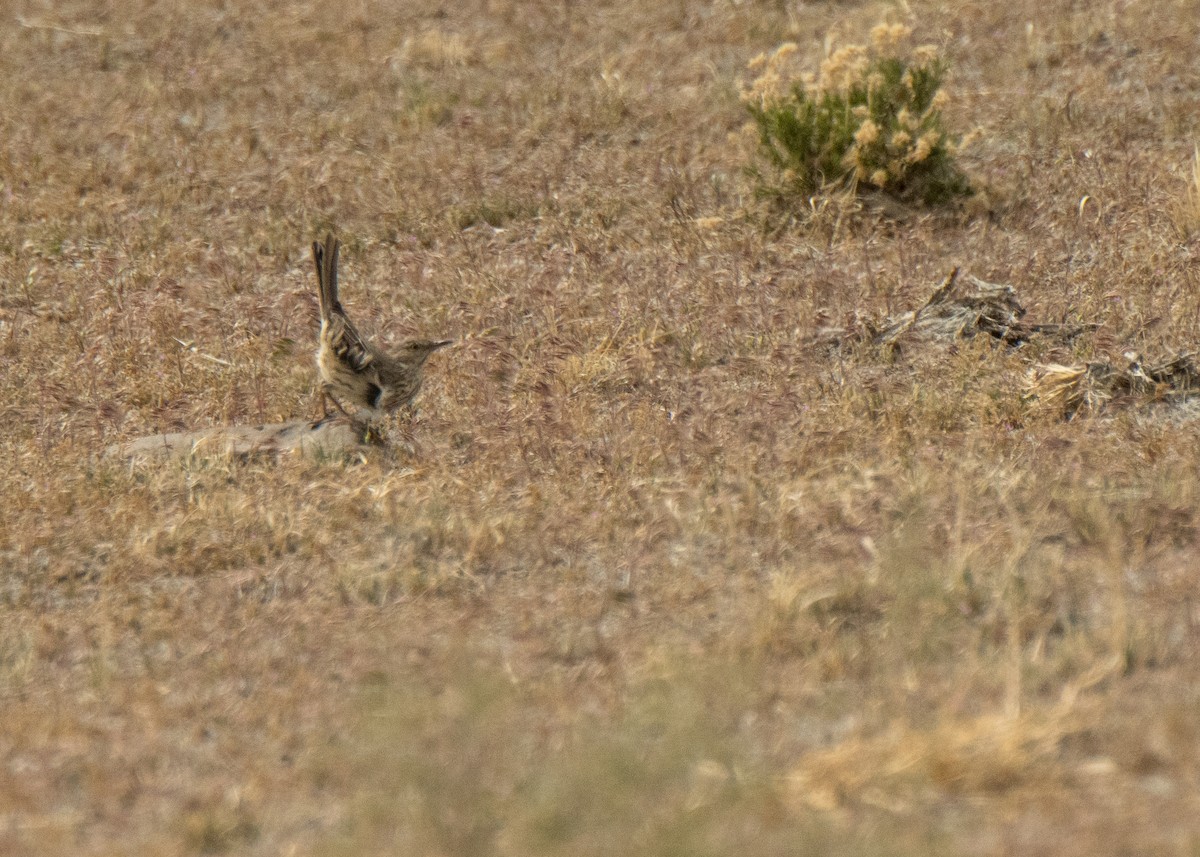 Beifuß-Spottdrossel - ML646153622