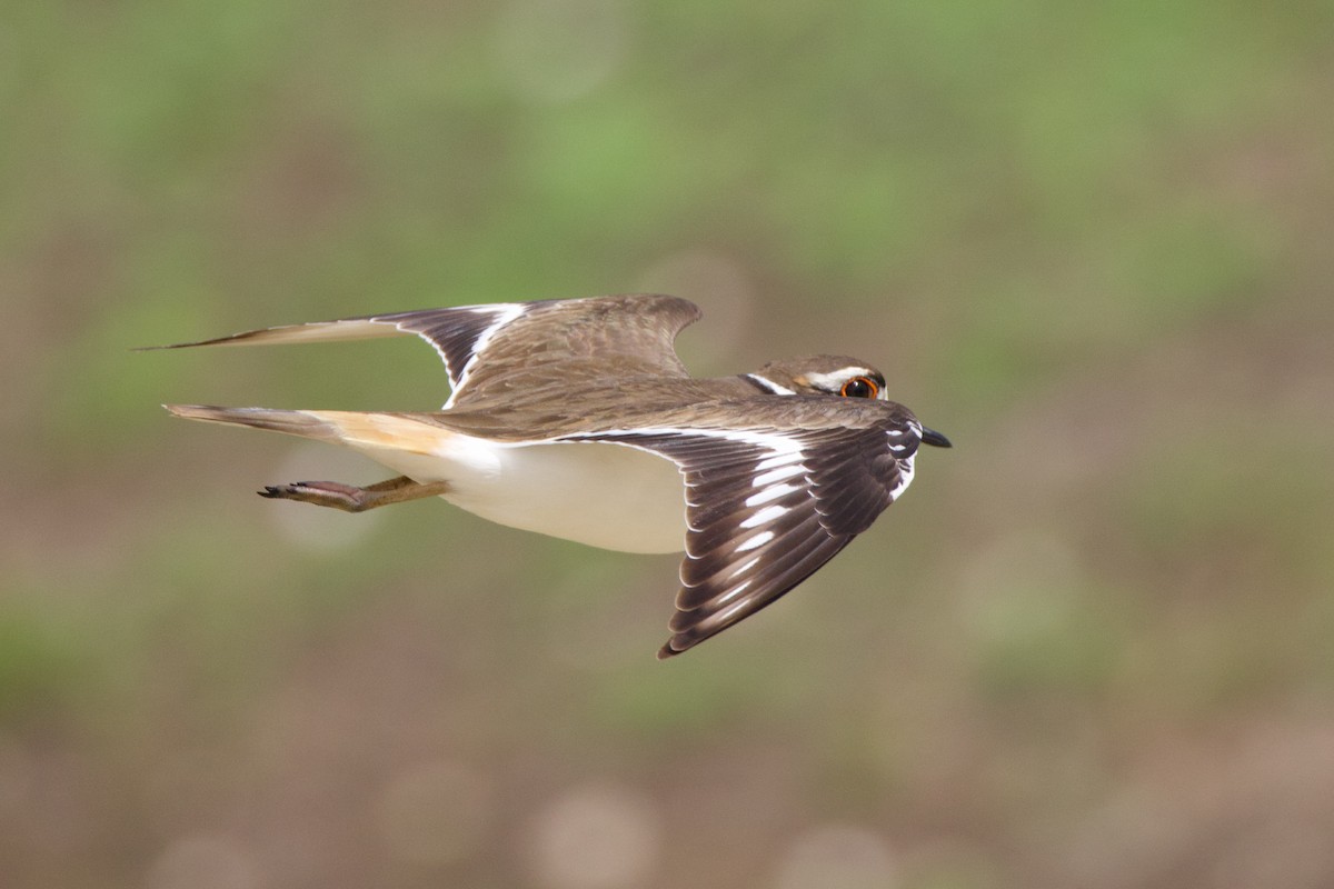 Killdeer - ML646153626