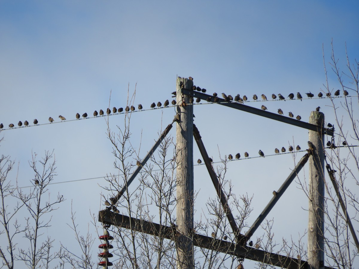 European Starling - ML646153627