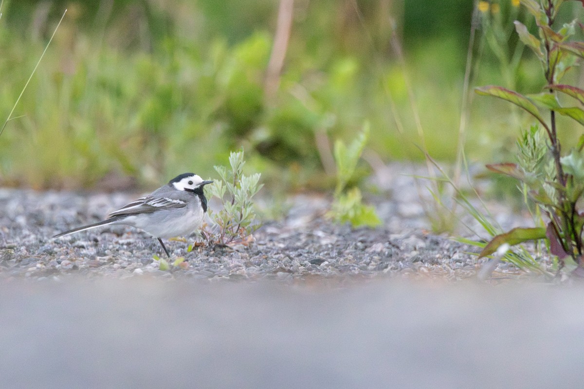 White Wagtail (White-faced) - ML646153628
