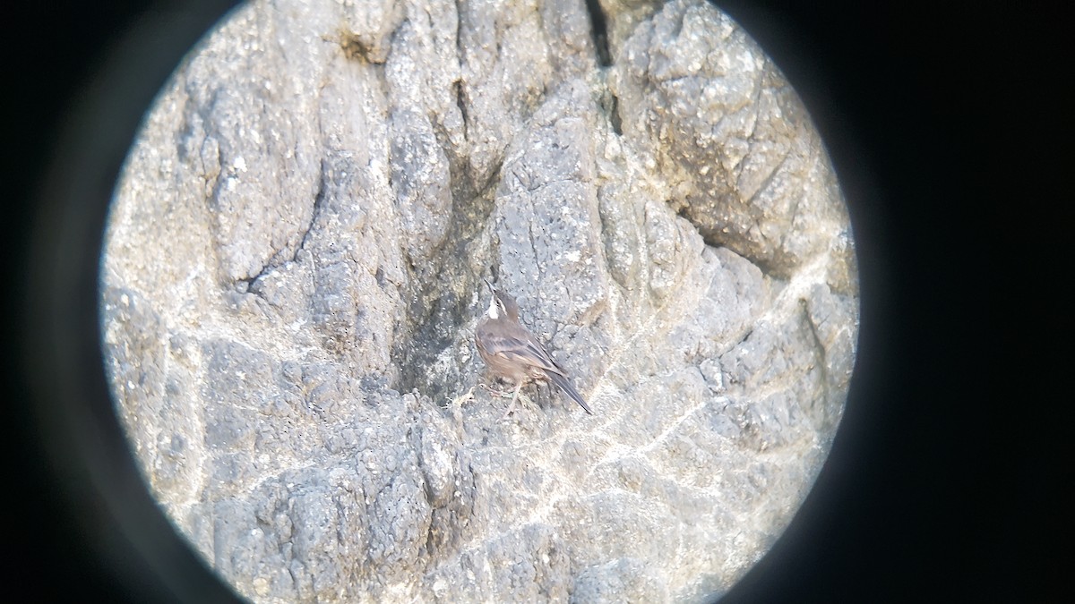 Водяная трясохвостка - ML646153629