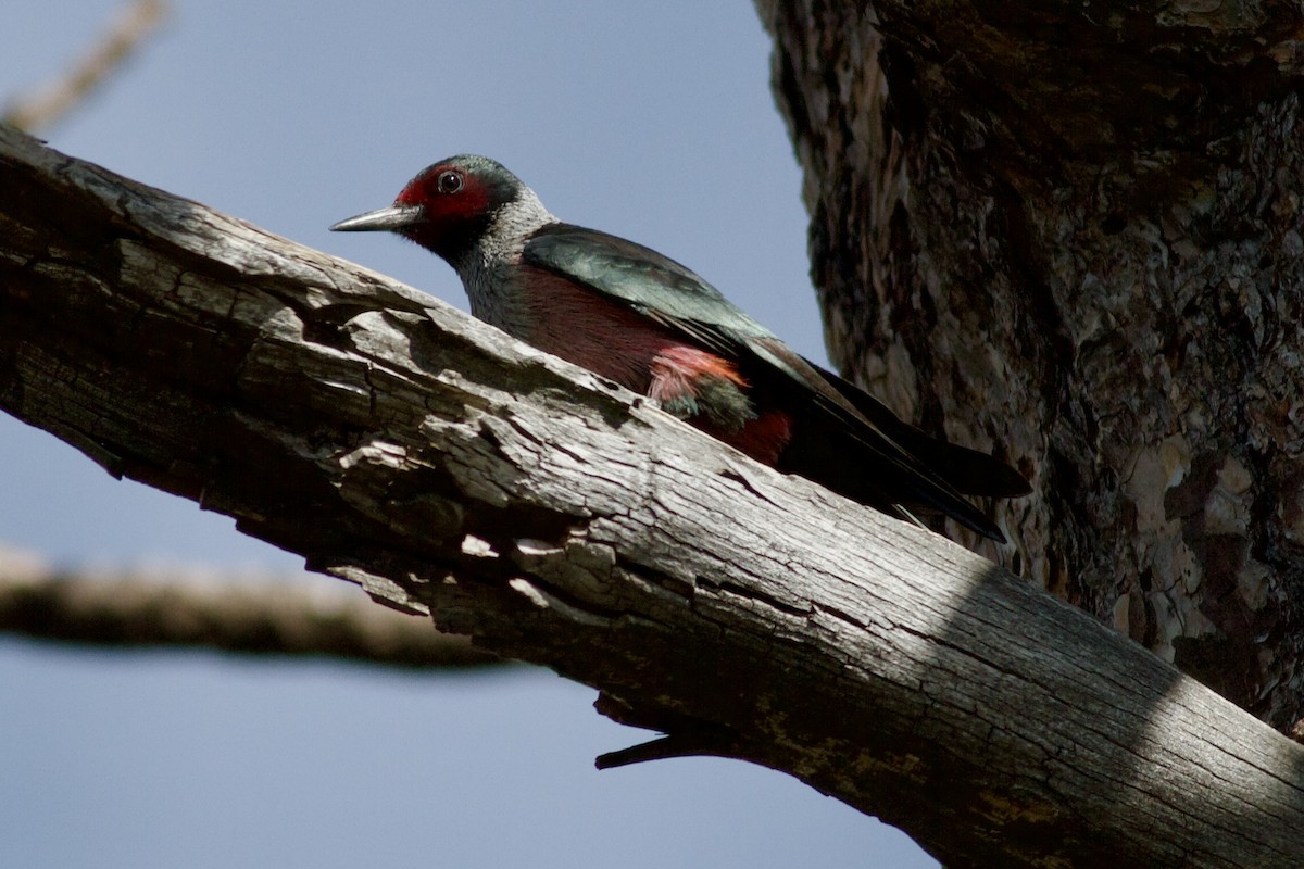 Lewis's Woodpecker - ML646153630