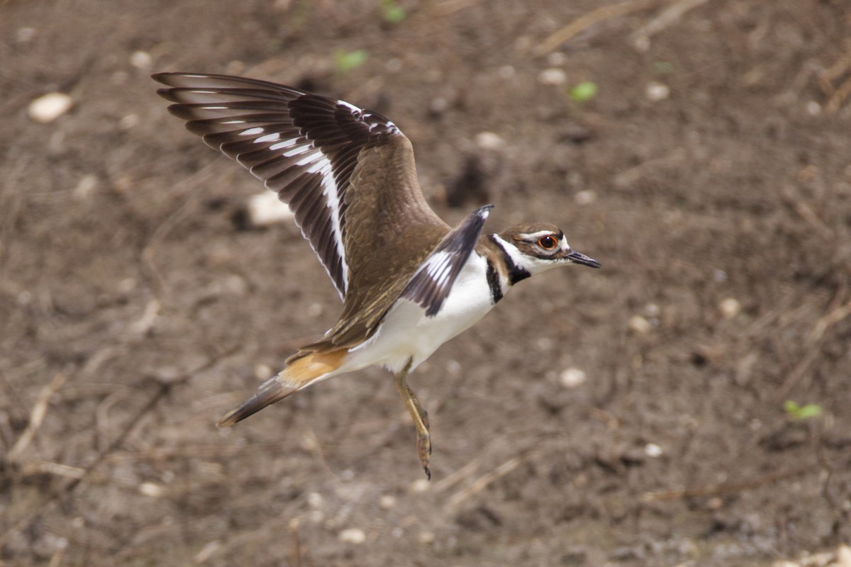 Killdeer - ML646153631