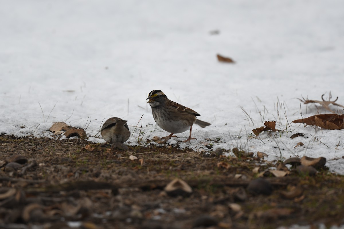 White-throated Sparrow - ML646153632