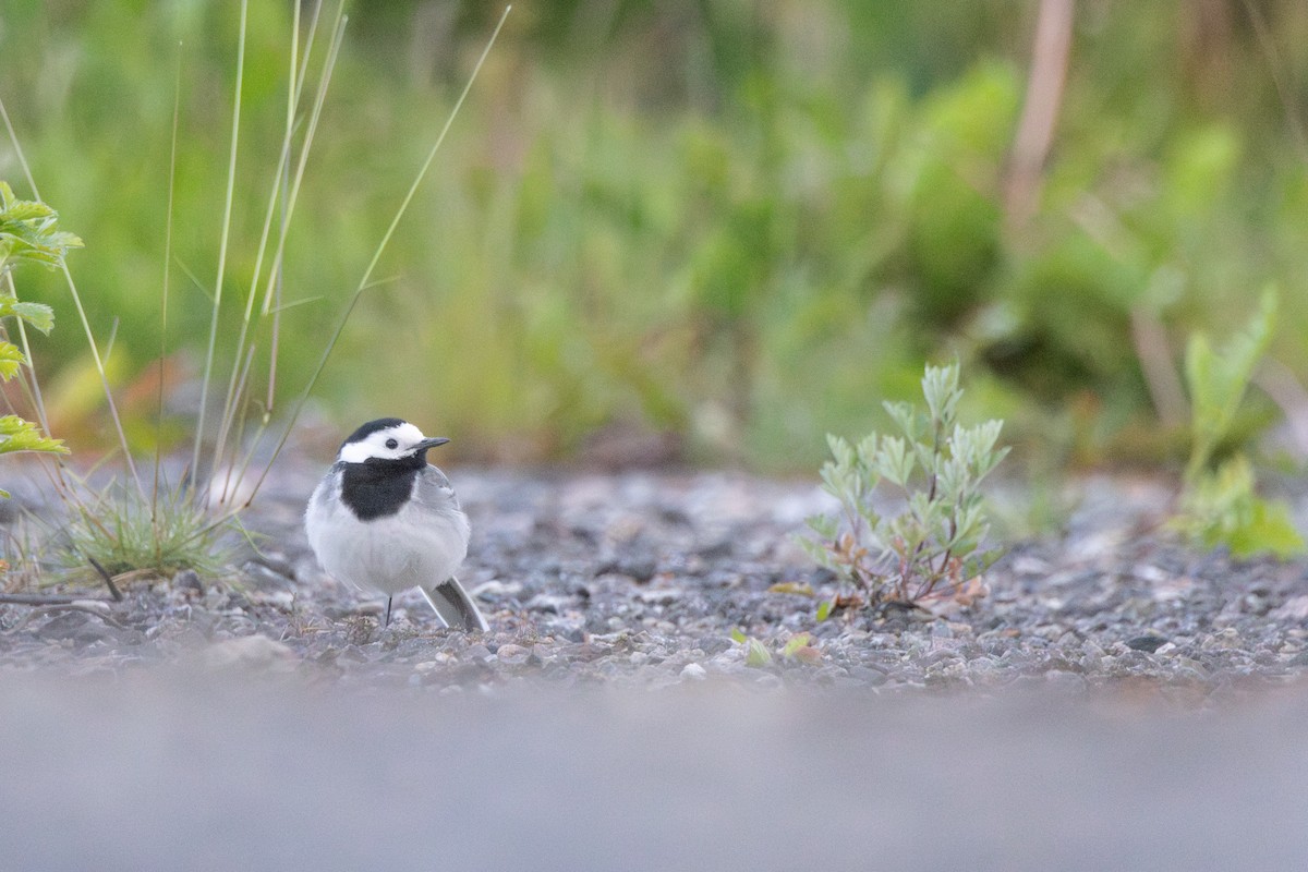 White Wagtail (White-faced) - ML646153633
