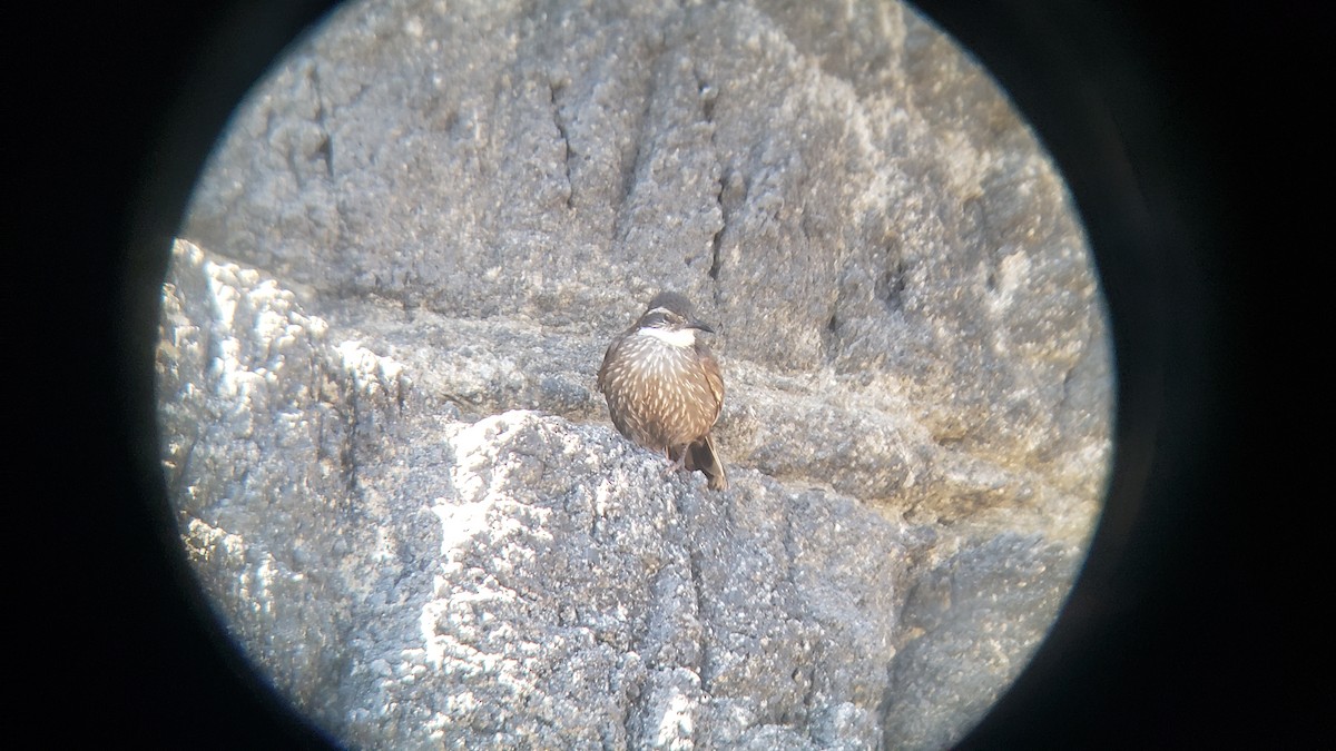 Водяная трясохвостка - ML646153638