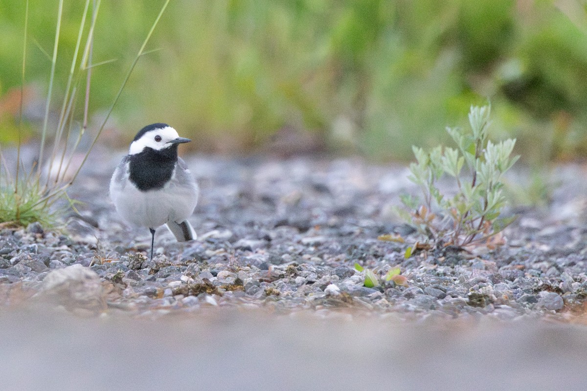 White Wagtail (White-faced) - ML646153639