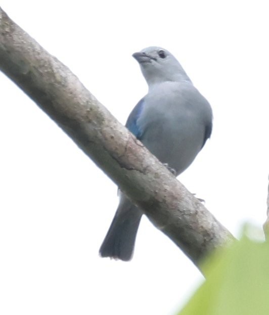 Blue-gray Tanager - ML646153640