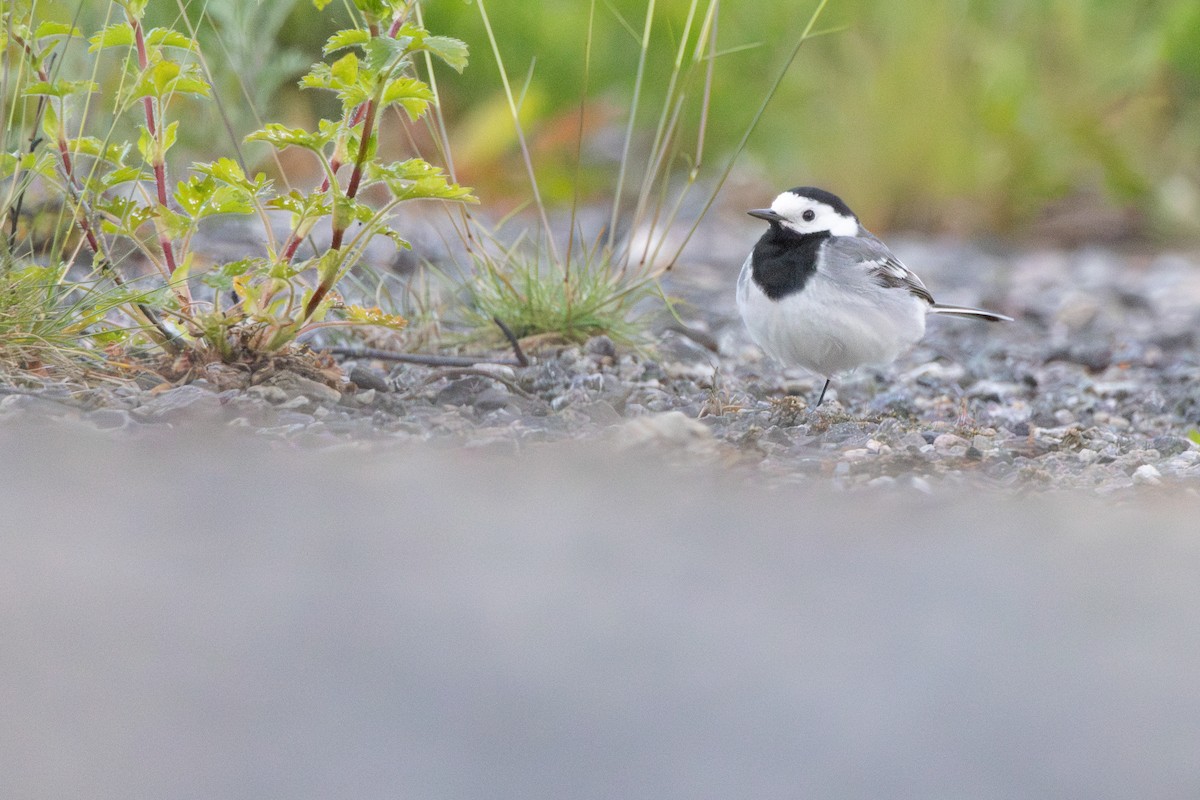 White Wagtail (White-faced) - ML646153642