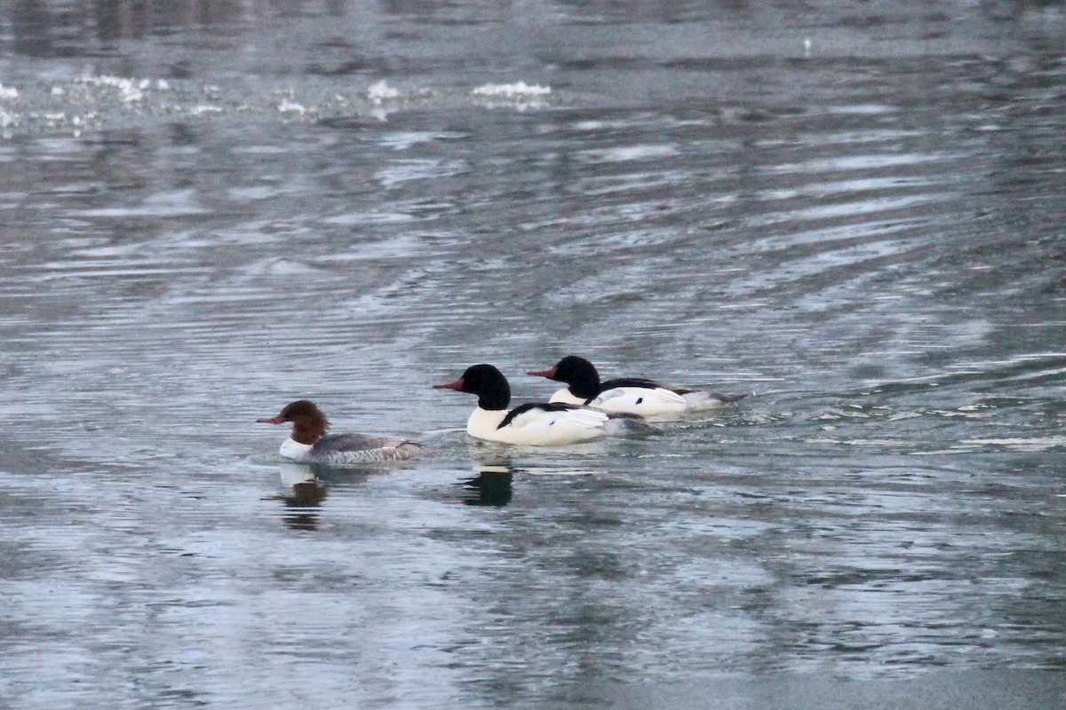 Common Merganser (North American) - ML646153645