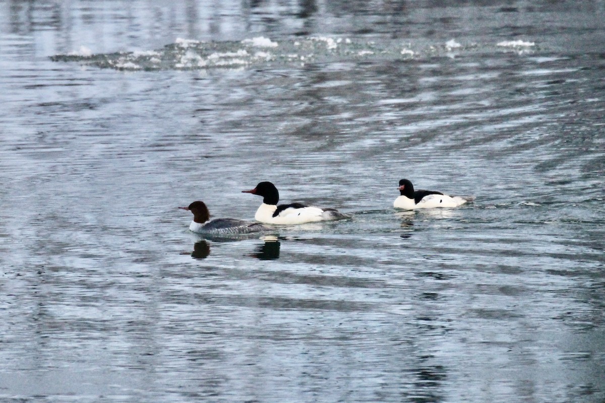 Common Merganser (North American) - ML646153646