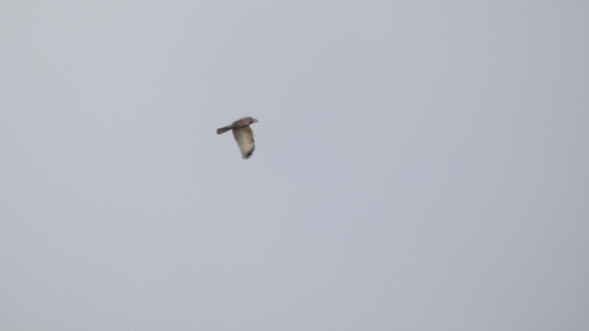 káně východní - ML646153647