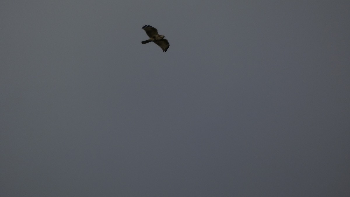 káně východní - ML646153648