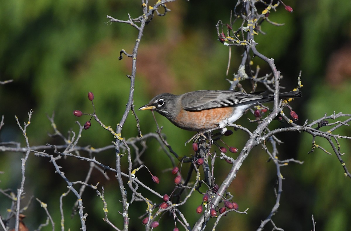 American Robin - ML646153649