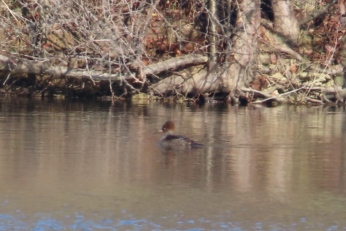 Hooded Merganser - ML646153656