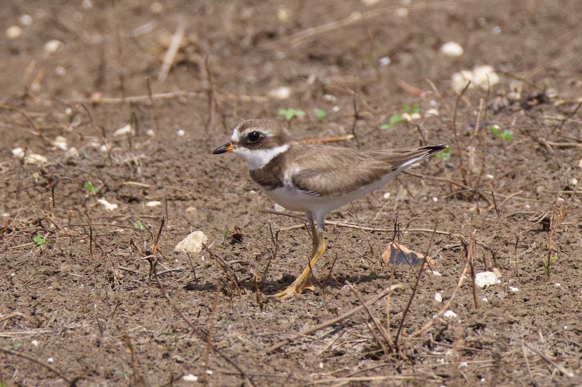 ミズカキチドリ - ML646153659