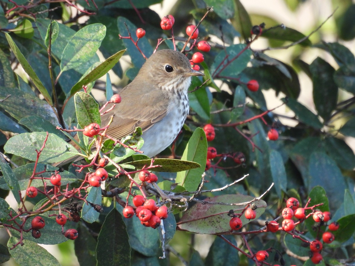 Hermit Thrush - ML646153660