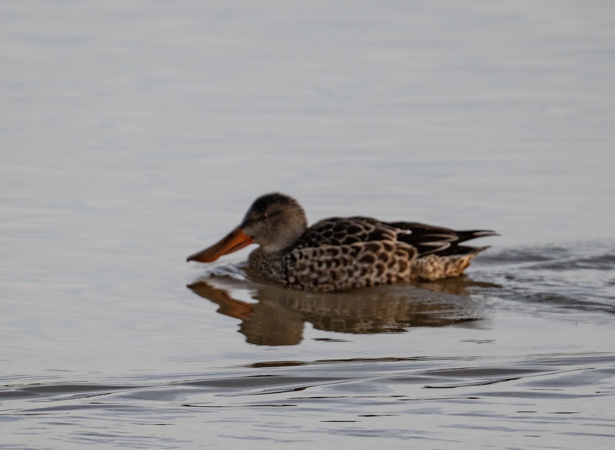 Northern Harrier - ML646153661