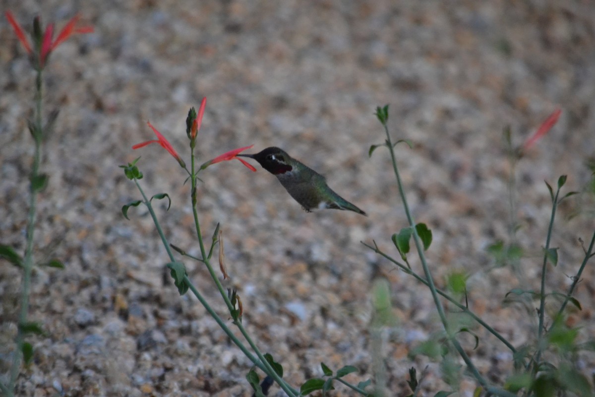 Anna's Hummingbird - ML646153667